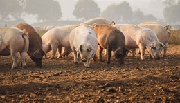 New industry group to tackle environmental risks in outdoor pig production